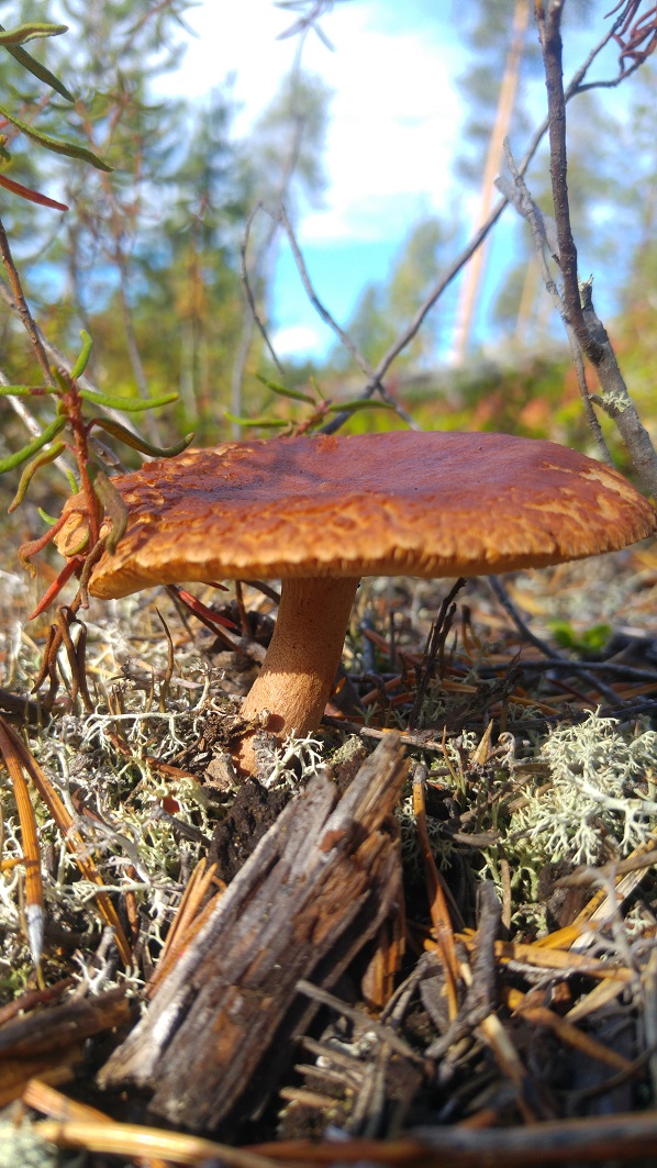 sieni 11 joku sieni 2