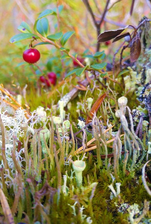 sieni 12 puolukka ja jakalaa
