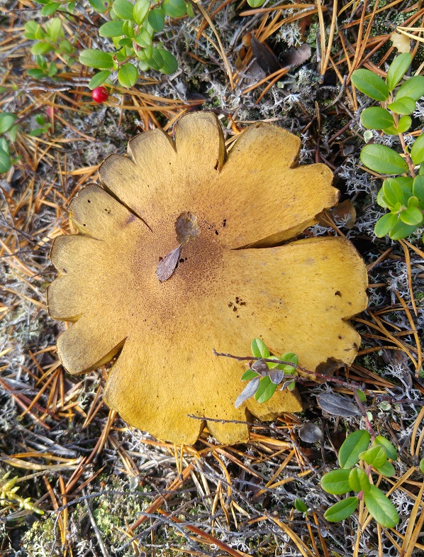 sieni 13 joku sieni 3