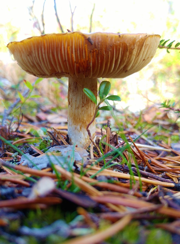 sieni 14 joku sieni 4