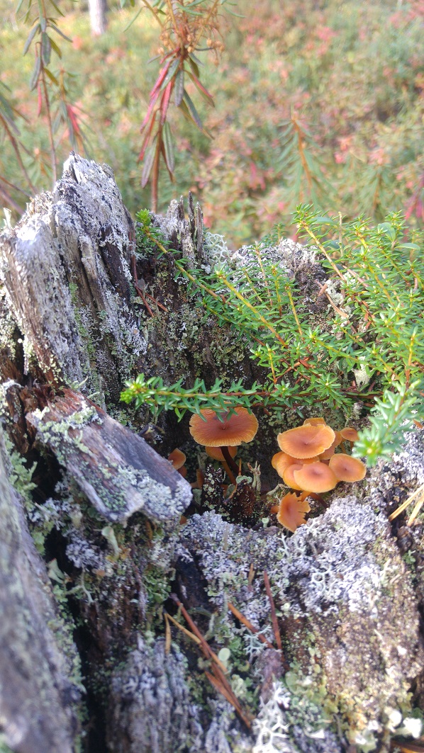 sieni 15 sieniä kannossa