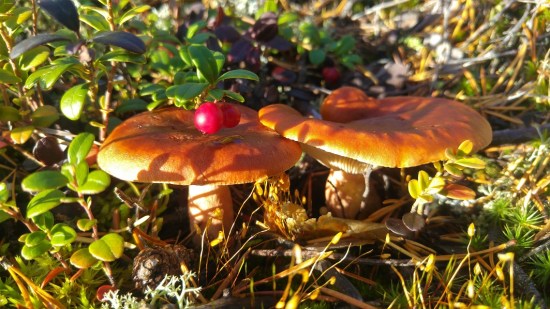 sieni 7 puolukka paalla