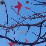 Viime päivien kootut