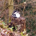 Kanto-kissa, lihaisa pulu ja muita&nbsp;kohtaamisia