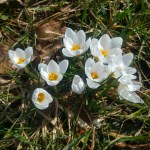 Byrokratiaa ja harmaahaikaroita