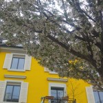 Missä ne kirsikankukat&nbsp;luuraa?