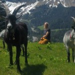 Sanna, vuohileidi Isenthalista