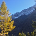 Ruskapatikka – kun halusin halata maailman isointa&nbsp;kuusta