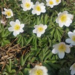 Se on täällä, niin ja&nbsp;kevätkin