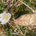 Villejä alppikrookuksia, joka&nbsp;puolella!