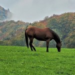Syysvärejä ja aprikoosipiirakkaa