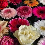 Tuokio Keväisessä Zürichissä