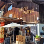 Auringossa kohti kurpitsoita