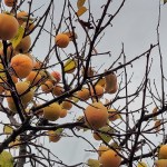 Marraskuun syleilyssä