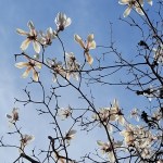 Kukkia ja kulttuuria