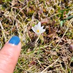 Vuorilla krookusten aikaan