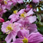 Vihreän nahkeita lehtiä