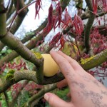 Sipulinkuoria ja karhunlaukan&nbsp;vihreää