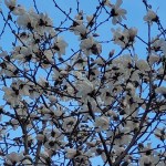 Näytän teille kevään&nbsp;merkit