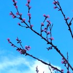 Pysyvyyttä elämässä