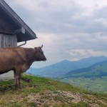 Kahvilla veijareita ja&nbsp;linnunpesiä